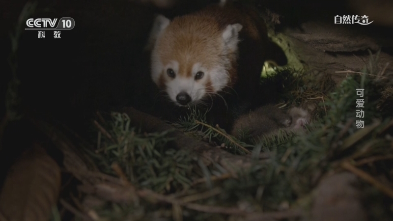 《自然传奇》 20260303 可爱动物
