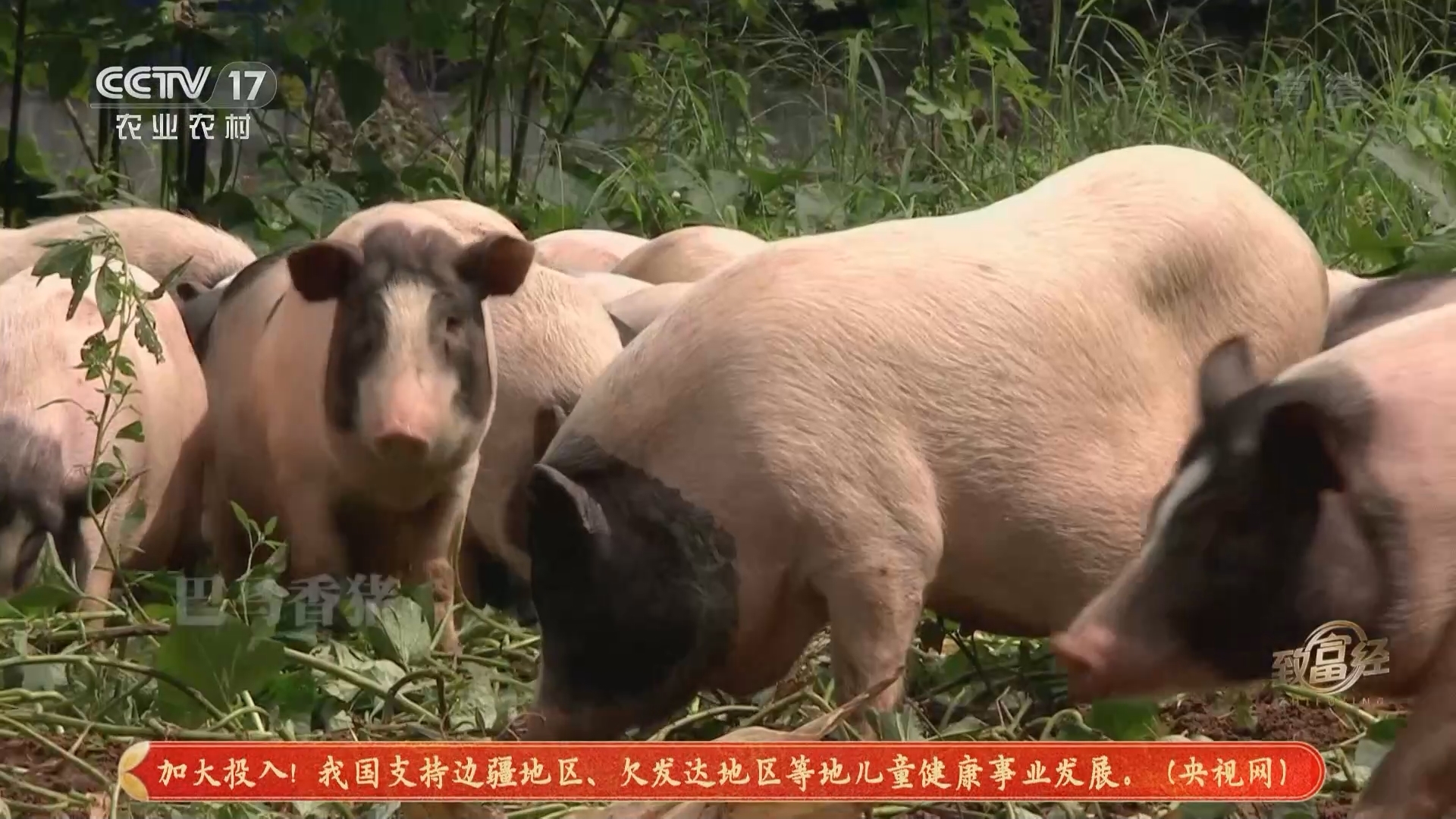 《致富经》 20211004 追着市场跑 巧发香猪财