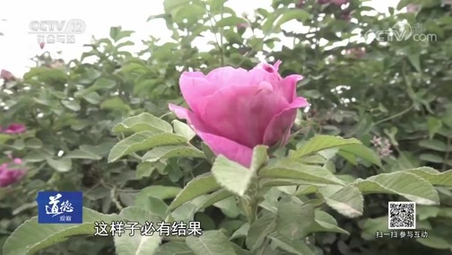 道德观察 《道德观察(日播版)》 20190114 沙漠里的守望者
