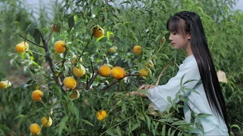 李子柒古香古食 来一罐黄桃罐头抵抗夏日吧
