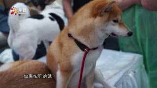 萌宠嘉年华 西湖文明汪