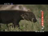 动物世界 动物世界 2010年 第73期