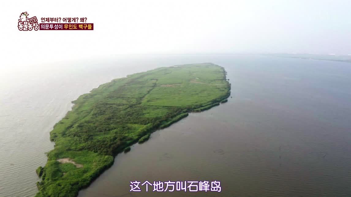 动物农场2020 无人岛生活的狗狗