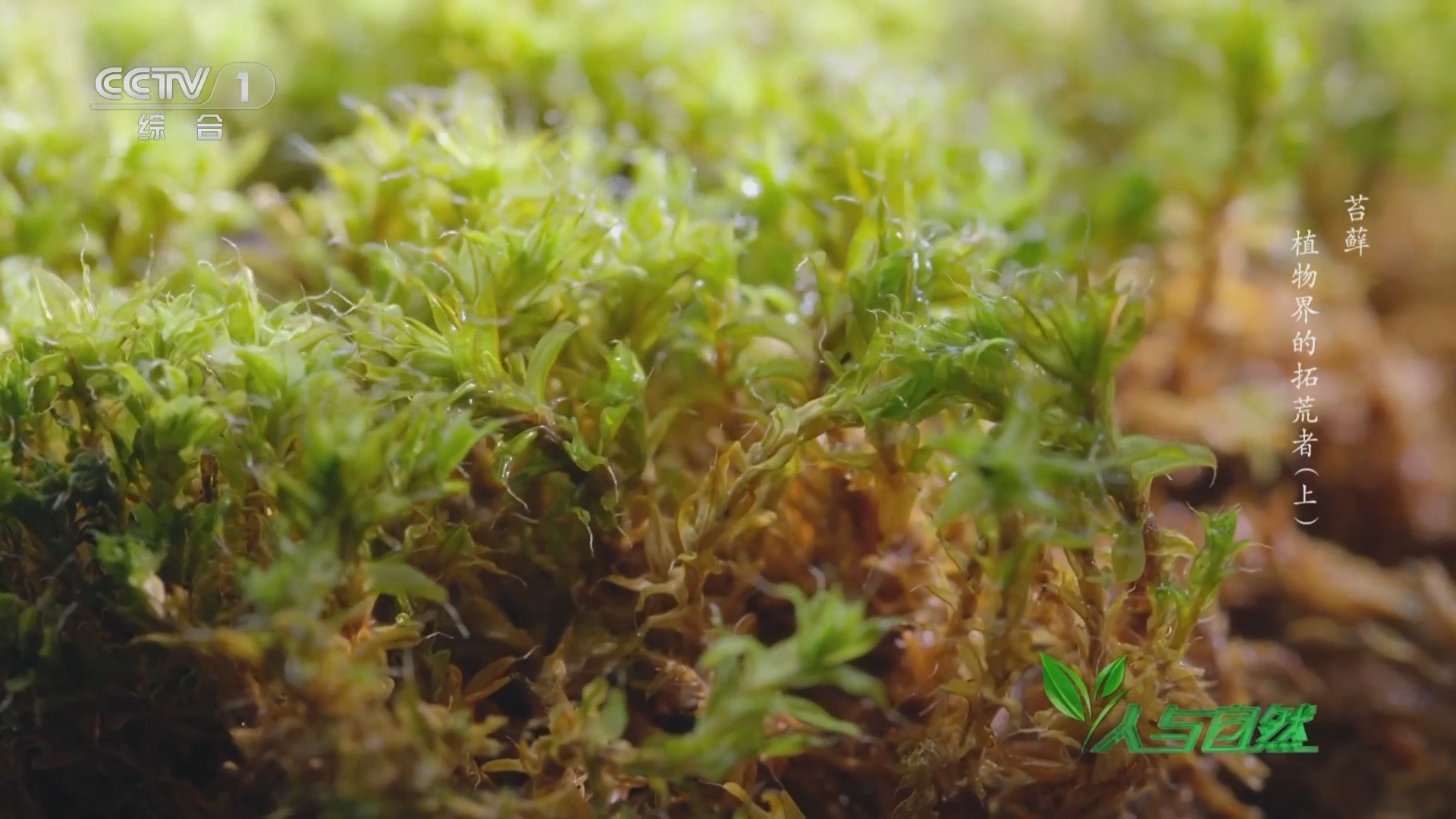 人与自然 《人与自然》 20230501 苔藓——植物界的拓荒者（上）