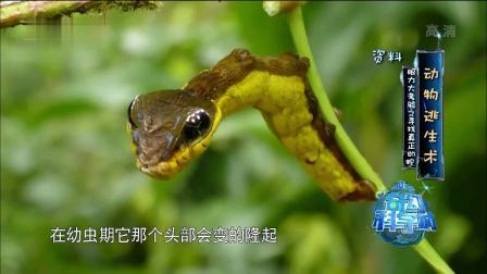 奇幻科学城 匪夷所思的动物逃生术