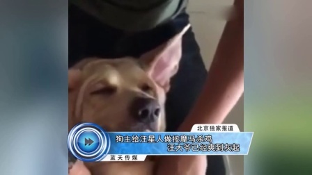 蓝天娱乐快报 2016 7月 狗主给汪星人做按摩马杀鸡 汪大爷已经爽到灰起 160708