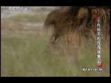 动物世界 动物世界 2010年 第227期