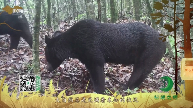 秘境之眼 《秘境之眼》 黑熊 20220228