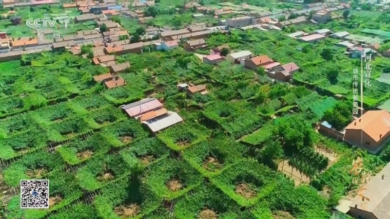 《农耕探文明》 第21集 河北宣化 城市传统葡萄园