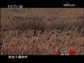 河套长烟 河套长烟 第5集 河神往事