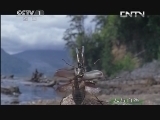 人与自然 《人与自然》 20131030 自然发现：生命-昆虫世界