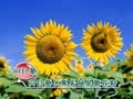 宝宝语言启蒙 花卉