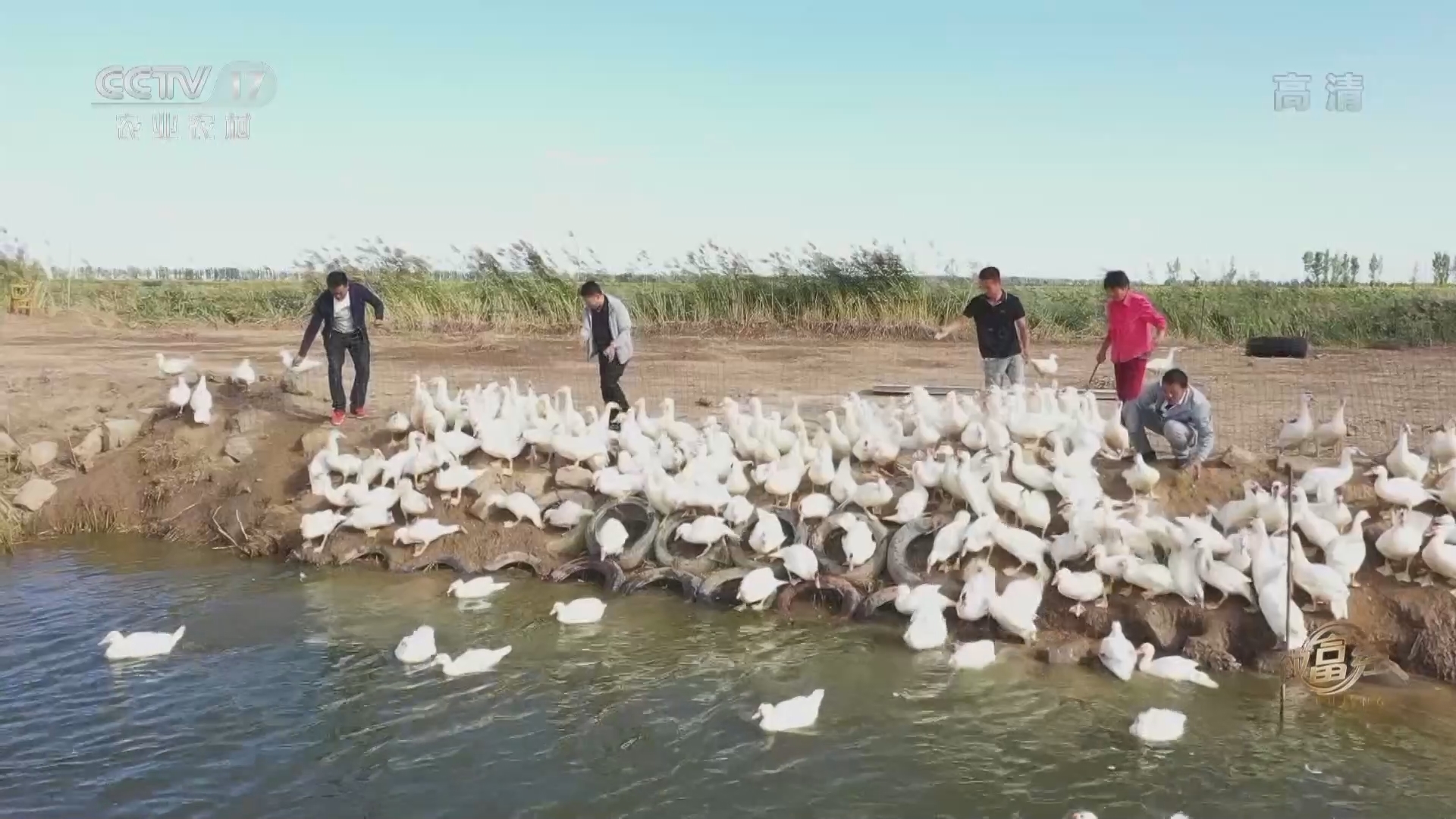 《致富经》 20211012 雁瘦鱼肥 财富翻倍