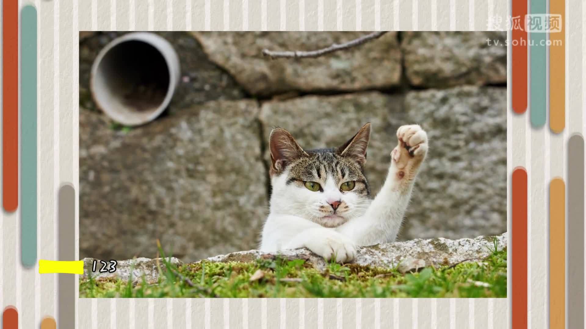 萌宠大乐斗 萌宠大乐斗257  竟敢撩在睡觉的猫，敬你是条汉子！