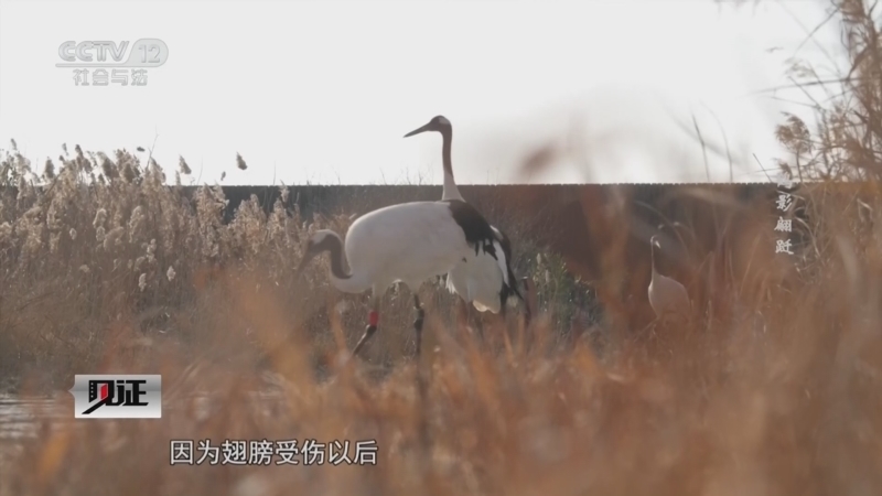 见证 《见证》 20260104 鹤影翩跹