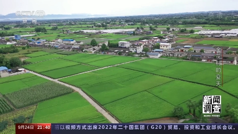 新闻调查 《新闻调查》 20220924 金花村的夏天