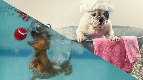 狗天生就会游泳吗？