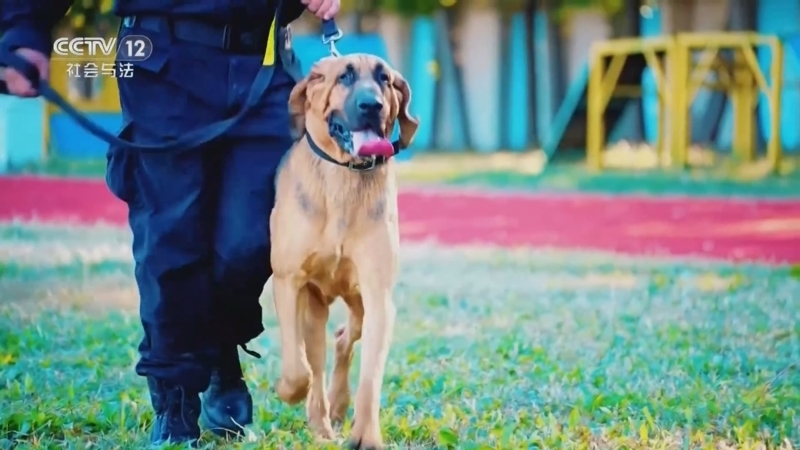 《天网》 20251231 谁与争锋（2）