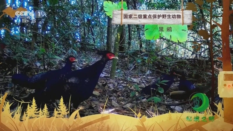 秘境之眼 《秘境之眼》 黑鹇 20230723