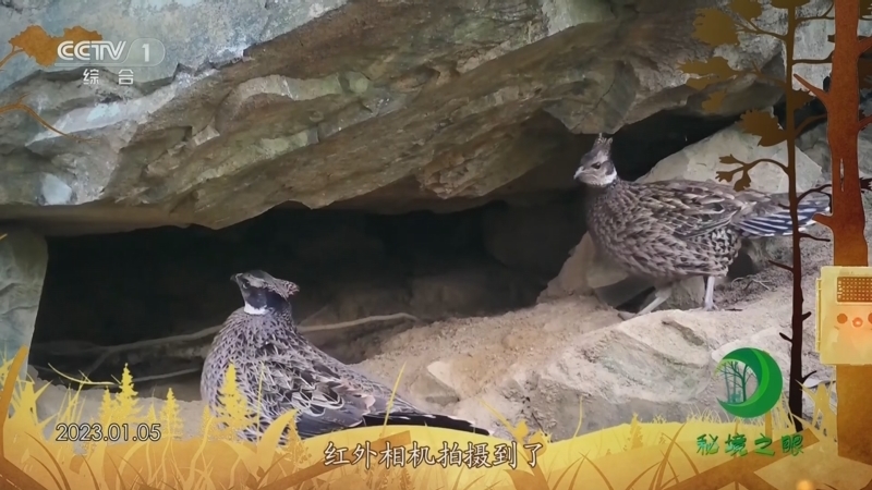 秘境之眼 《秘境之眼》 勺鸡 20230925