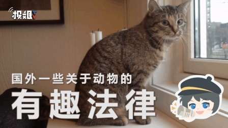 报信儿 动物法律？我可能养了一只假宠物