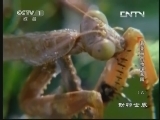 动物世界 《动物世界》 20130527 最美丽的地球家园（六）