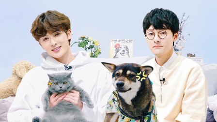 猫狗大战误伤铲屎官