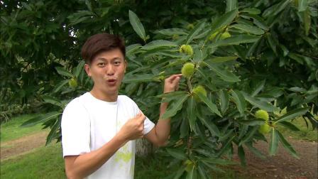 食在好源头 第二季 人工养殖的鲍鱼