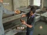 致富经 《致富经》 20151207 天台龟财