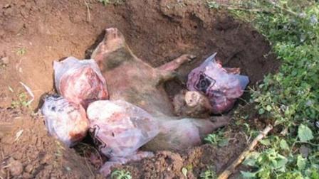 养猪场病死的猪 到底都去了哪里