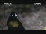 魅力纪录（CCTV-1综合频道） 《地球脉动》 8 富饶丛林 20121114