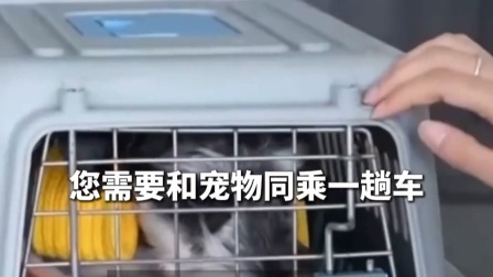 带宠物回家，铁路托运如何预约？春运干货来了！