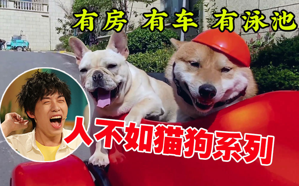 动物圈的问号脸 多宠家庭是什么体验？