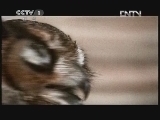 动物世界 《动物世界》 20120515