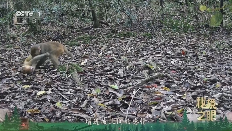 秘境之眼 《秘境之眼》 猕猴 20260812