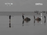 地理中国 《地理中国》 20140123 海湾“精灵”（上）