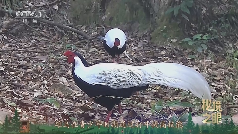 秘境之眼 《秘境之眼》 白鹇 20250326