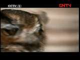 动物世界 《动物世界》 20111203