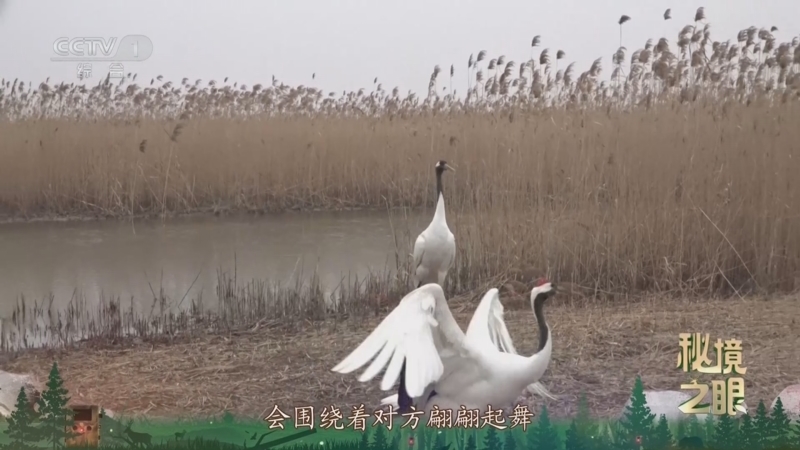秘境之眼 《秘境之眼》 丹顶鹤 20251020