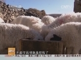 24小时 《聚焦三农》 20140120 老杭卖羊记