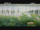 生财有道 《生财有道》 20150106 满城尽带“黄金甲”