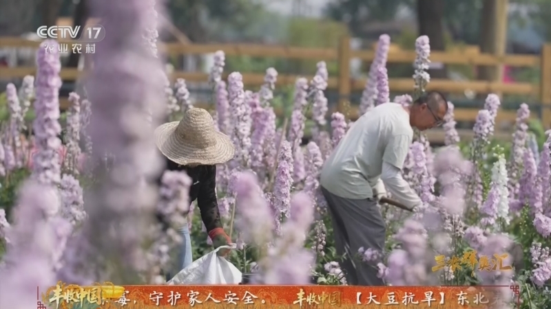 三农群英汇 《三农群英汇》 20260810 海妈的花园新生记