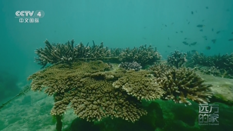 《远方的家》 20260515 中国自然秘境 蔚蓝的生命之海