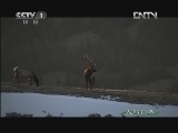 人与自然 《人与自然》 20121006 自然发现 黄石公园——秋季（上）