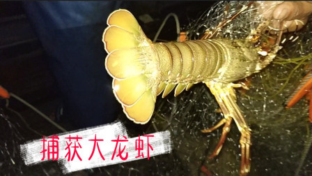 南澳岛赶海日记 小伙凌晨4点出海捕鱼，一起网就抓到超大青龙虾，这要发财的节奏