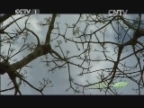 人与自然 《人与自然》 20140118 马达加斯加——尘热之岛（下）