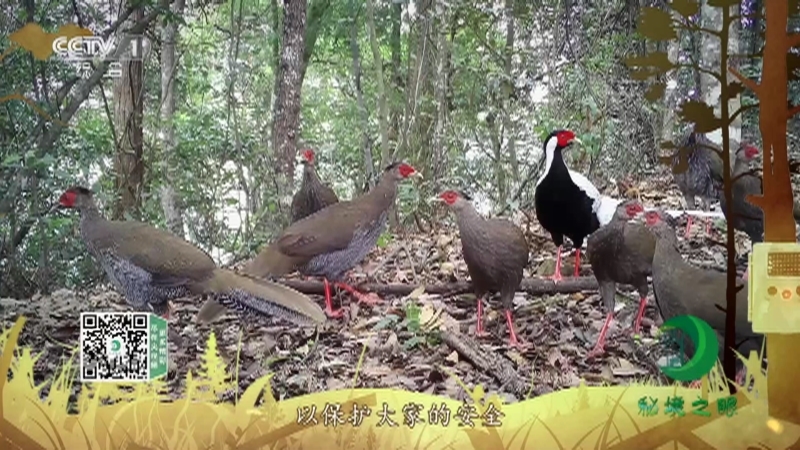 《秘境之眼》 白鹇 20210512