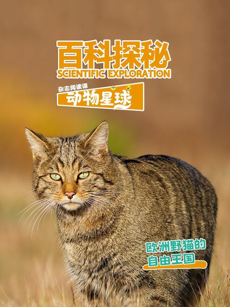 百科探秘动物星球：欧洲野猫的自由王国