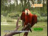 绿野寻踪 绿野寻踪 2010年 第41期