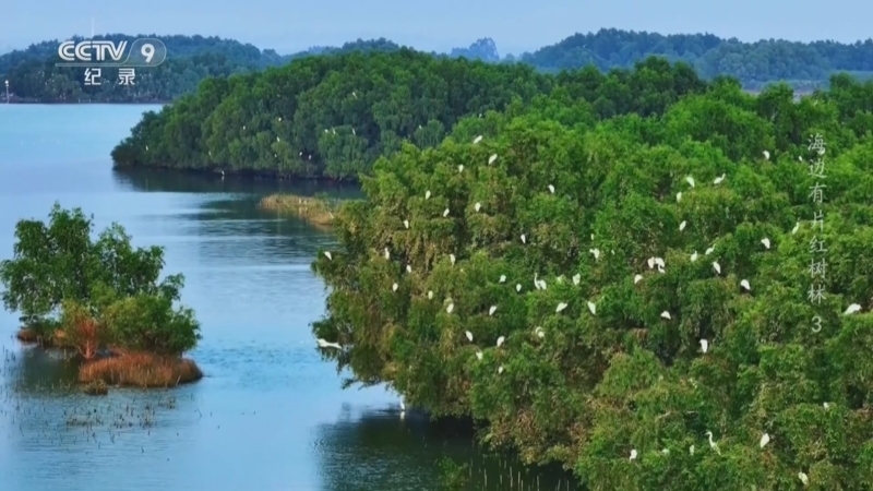 《海边有片红树林》 第3集 如约而至